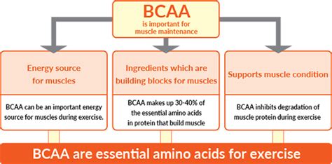 effects of bcaa|when to take bcaas.